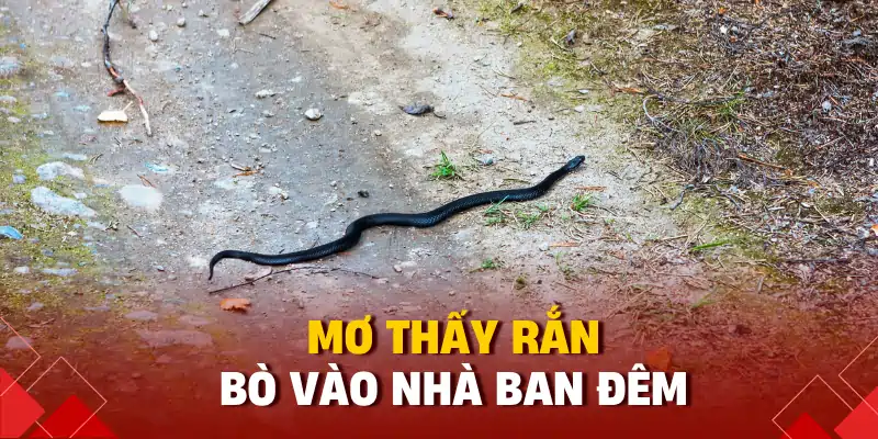 Ngủ Mơ Thấy Rắn Đánh Con Gì? Giải Mã Giấc Mơ Tâm Linh 2025 1 Mơ thấy rắn bò vào nhà ban đêm